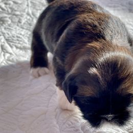 Shih Tzu Puppies from Smashville Shih-Tzus