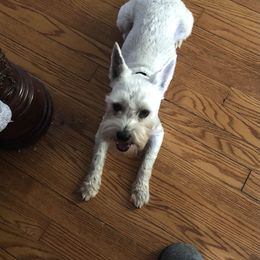 Bo - Miniature Schnauzer