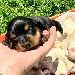 Clover - Black and tan male Dachshund puppy in Mabank, Texas from Lovin’ Li’s Furry Sausages