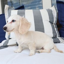 Avery - Cream female Dachshund puppy in Mc Donough, Georgia from Hot Diggity Doxies