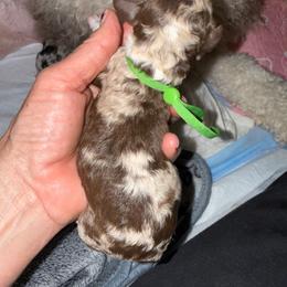 Green - Chocolate merle male Bernedoodle puppy in Curtice, Ohio from The Pink Doghouse