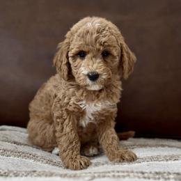 Maple - Red  female Goldendoodle puppy in St George, Utah from Doodle Bears of Southern Utah