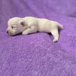 Penelope - White female West Highland White Terrier puppy in Toronto, Ohio from Shekinah’s Mi-Kis & Cricket Hill’s Westies