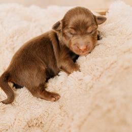 Hershey - Red tri male Miniature Australian Shepherd puppy in Enoch, Utah from Twisted H Aussies