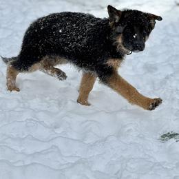 German Shepherd Puppies from Golden Ridge