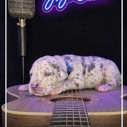 JJ Cale - Merle male Great Dane puppy in Altoona, Alabama from Sovereignty Woods Great Danes