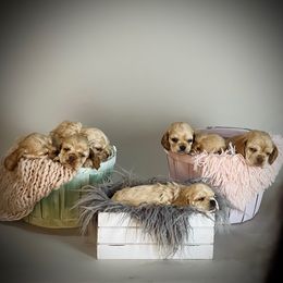 Cocker Spaniel Puppies from Tru-Luv Cockers