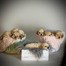Cocker Spaniel Puppies from Tru-Luv Cockers