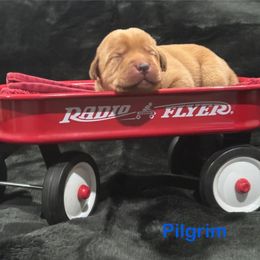 Pilgrim - Yellow male Labrador Retriever puppy in Tigard, Oregon from Morrison Labrador Retreivers