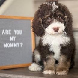 Porky - Brown and white male Bernedoodle puppy in Gilbert, Arizona from Safe Havynn Doodles
