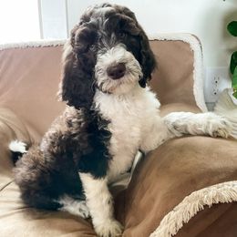 Labradoodle and Poodle Puppies from Lucky Labradoodles