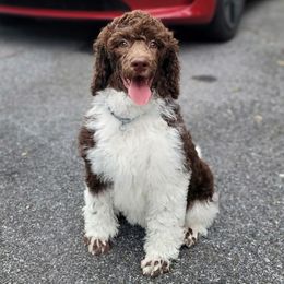 Churro - Parti female Poodle puppy in Dover, Delaware from Dogtastic Poodles