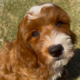 Delilah - Apricot female Goldendoodle puppy in Scottsdale, Arizona from Cockadoodle Poo Puppies