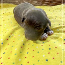 Girl 1 Aussie Doodle - Red female Miniature Australian Shepherd puppy in Pensacola, Florida from TNT MINI AUSSIES