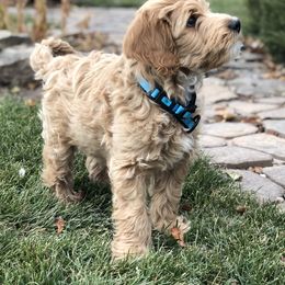Australian Labradoodle Puppies from Grand Peaks Labradoodles