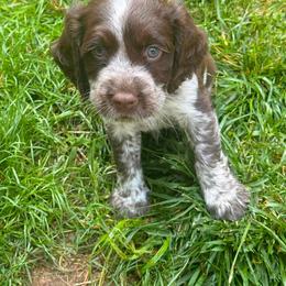 YOGI - Liver white and roan male English Springer Spaniel puppy in Saginaw, Michigan from Kemerer Springers