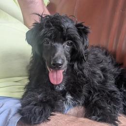 DaoDog Odette Happyend - Black female Chinese Crested puppy in Highland Park, Michigan from Family Kennel Dao Dog