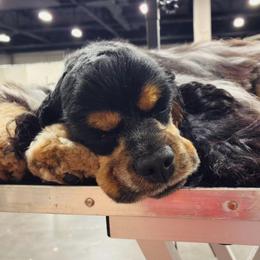 Epic - Cocker Spaniel