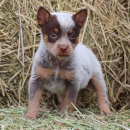 Dolly - Red speckled female Australian Cattle Dog puppy in Tucson, Arizona from Socattleranch’s Corgi’s