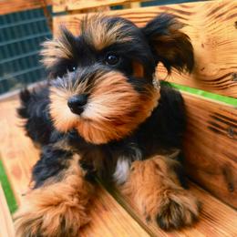 Roxie - Black and silver female Miniature Schnauzer puppy in Texas from Blue Rose's Schnauzers