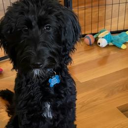 Goldendoodle Puppies from Happy_Tails_by_TJ