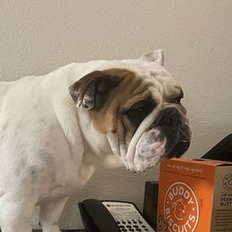 Rain - Bulldog