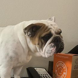 Rain - Bulldog