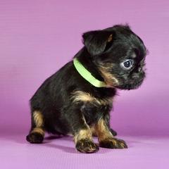 Green collar girl - Black and tan female Brussels Griffon puppy in Florida from Robin’s Griffons