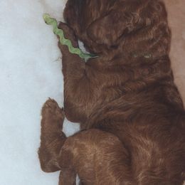 Poodle Puppies from Sunset Standard Poodles