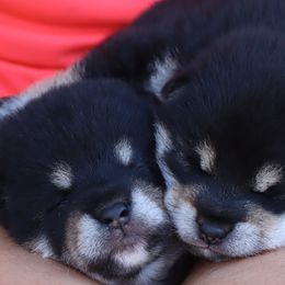 Shiba Inu from Kuro Oka Shibas