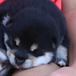 Shiba Inu from Kuro Oka Shibas