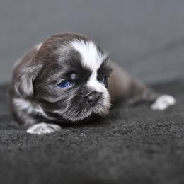 Slate - Lilac male Shih Tzu puppy in Montrose, Colorado from Nana's Happy Pups