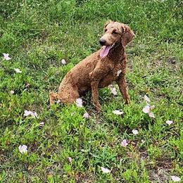NA - Goldendoodle