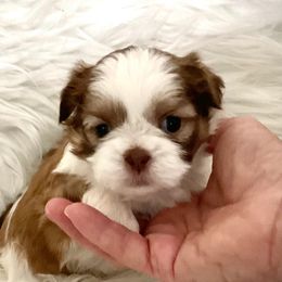 Liza - Liver and white Shih Tzu puppy in Tallahassee, Florida from Bows and Bot Ties