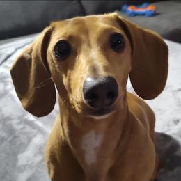 Rio - Dachshund