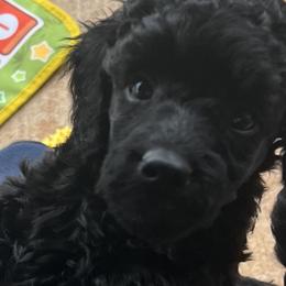 Kerry Blue Terriers and Poodles from Nipigon Miniature Poodles