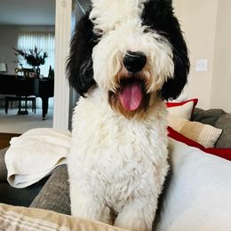 Bernedoodle, Bernese Mountain Dog, and Sheepadoodle All Grown Up from VonDoodles Bernedoodles & Sheepadoodles