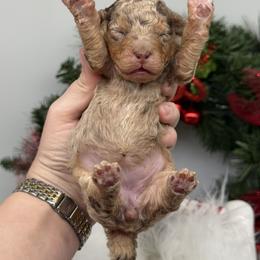 Petunia - Red merle female Aussiedoodle puppy in Austin, Texas from Doodles of Central Texas