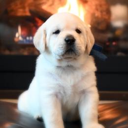 MALE Pick 2 - Yellow male Labrador Retriever puppy in Pasco, Washington from ROCK CREEK LABRADORS