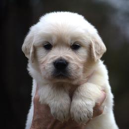 Cuddles - Light golden male Golden Retriever puppy in Hagerstown, Maryland from Pinewood Acres Goldens