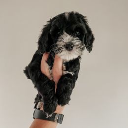 Eliza - Black and white female Sheepadoodle puppy in Wabash, Indiana from DOODCompany