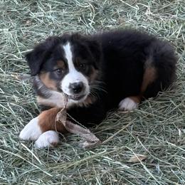 Wyatt - Black tri-color male Australian Shepherd puppy in Preston, Idaho from KC Bar Ranch Aussies