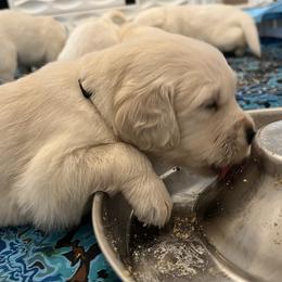 White collar - Light golden female Golden Retriever puppy in Ingleside, Texas from Sweetbay Goldens