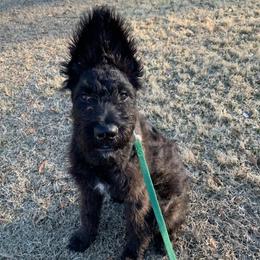 Girl 1 - female Dutch Shepherd puppy in Ball Ground, Georgia from Coswald's