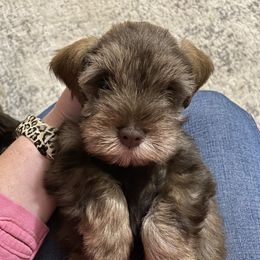 Miniature Schnauzer Puppies from Southern Magnolia Schnauzers