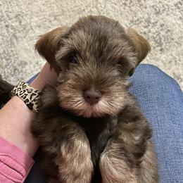 Miniature Schnauzer Puppies from Southern Magnolia Schnauzers