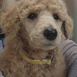 Yellow collar (Ivy) - Apricot female Poodle puppy in Stephentown, New York from Creme de la Poodle, standard poodles
