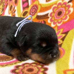 Hail - Black and mahogany male Rottweiler puppy in Crothersville, Indiana from The Solid Rock Kennel