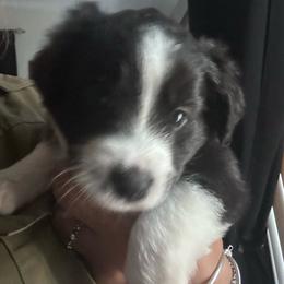 Ace - Black tri male Miniature Australian Shepherd puppy in Town 'N' Country, Florida from House of Miniature Aussies