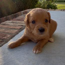 Girl 3 - Red  female Goldendoodle puppy in Meridian, Mississippi from Magnolia Poodles and Doodles